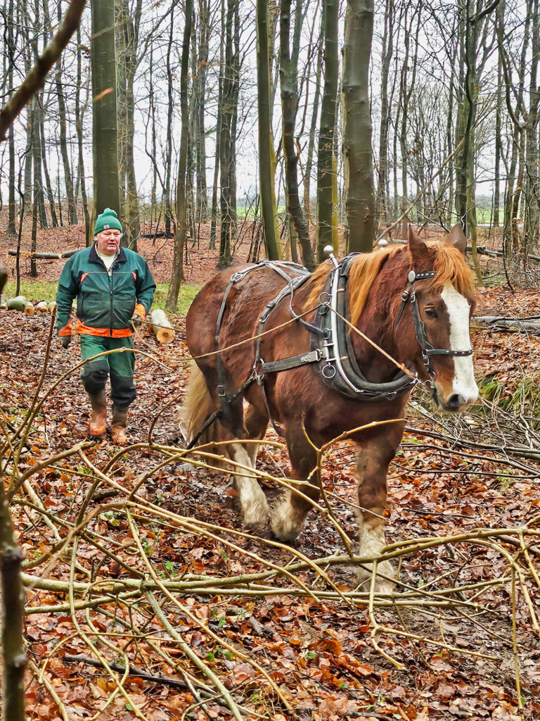 Traditionelle Arbeit mit Kaltblütern im Forst