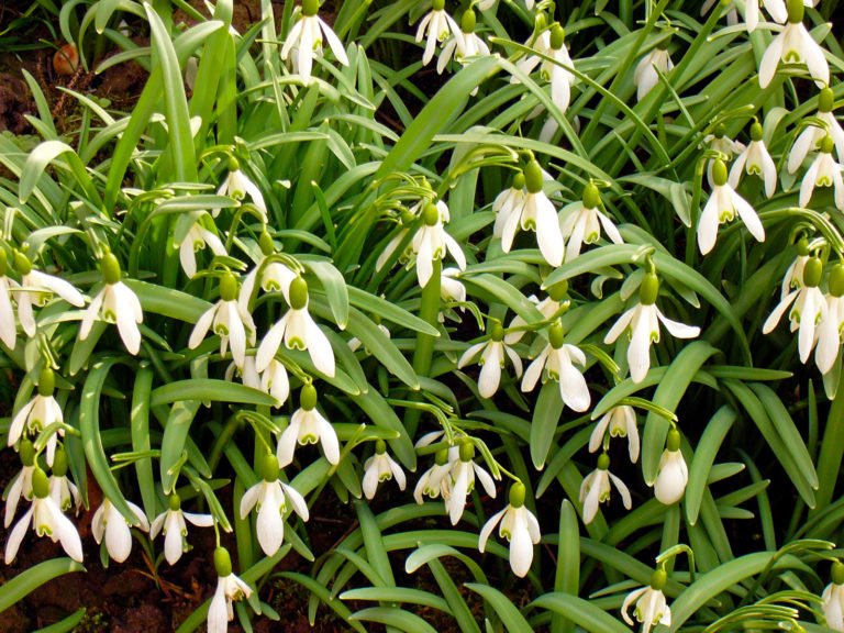 Schneeglöckchen zeigen den Vorfrühling an