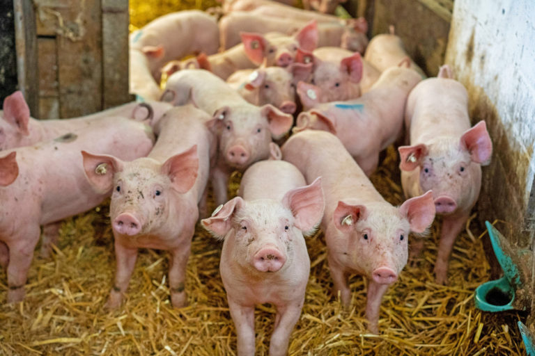 Marktkommentar – Schweinekurse reduziert