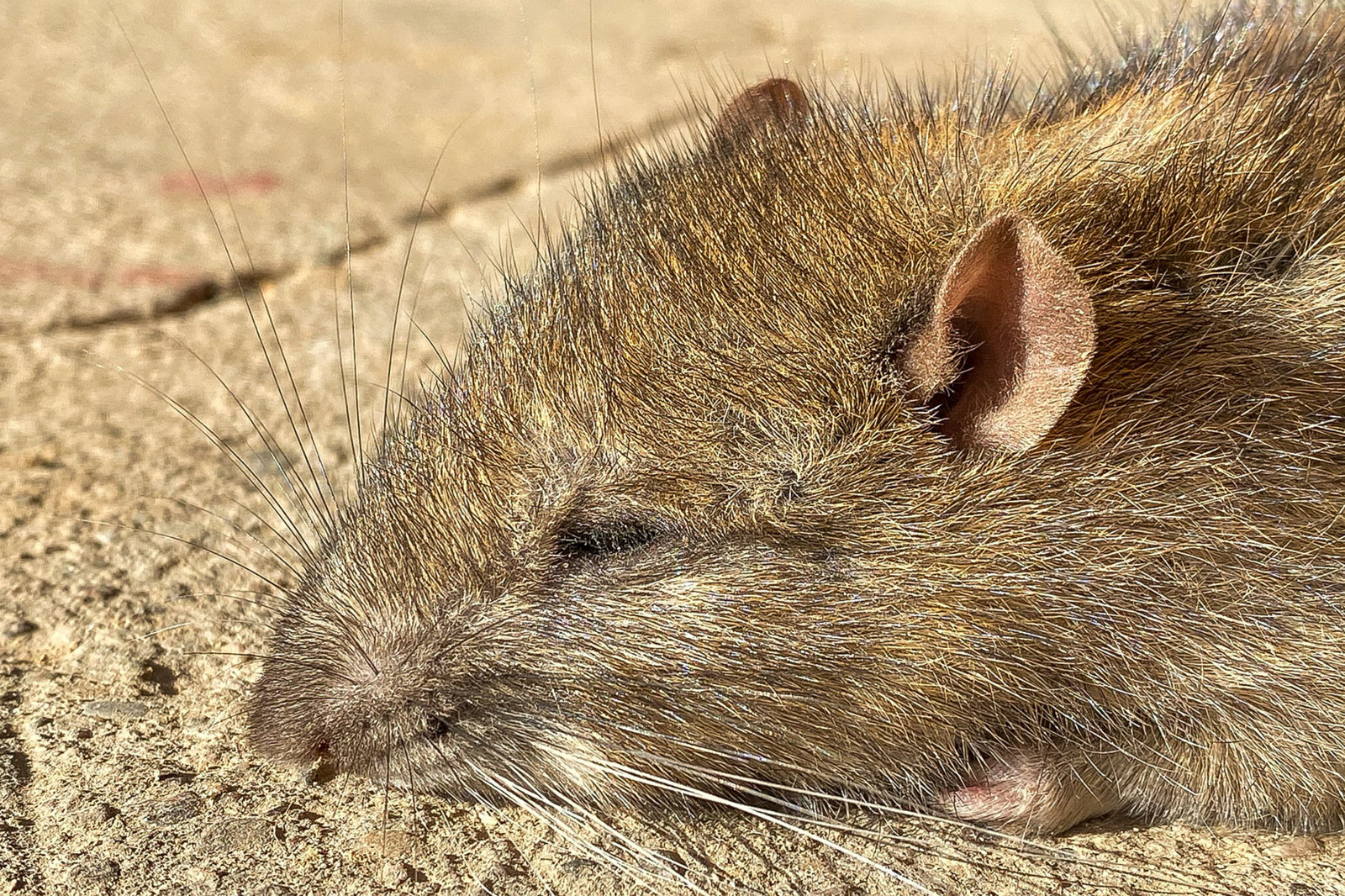 Mäusegift kaufen: Schnelle Lösung für die Schädlingsbekämpfung