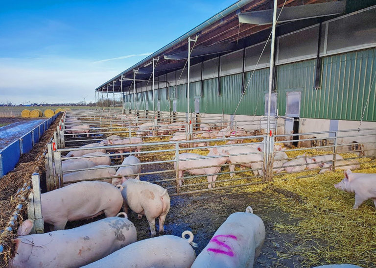 Das Verhalten der Schweine digital bewerten