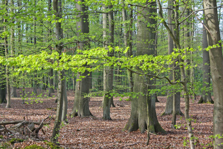 Kohlenstoffsenken im Wald als Einkommensalternative