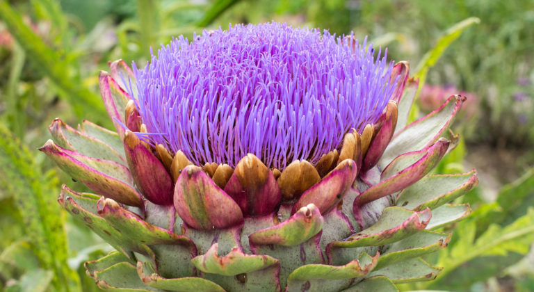 Essbare Distel mit Zierwert