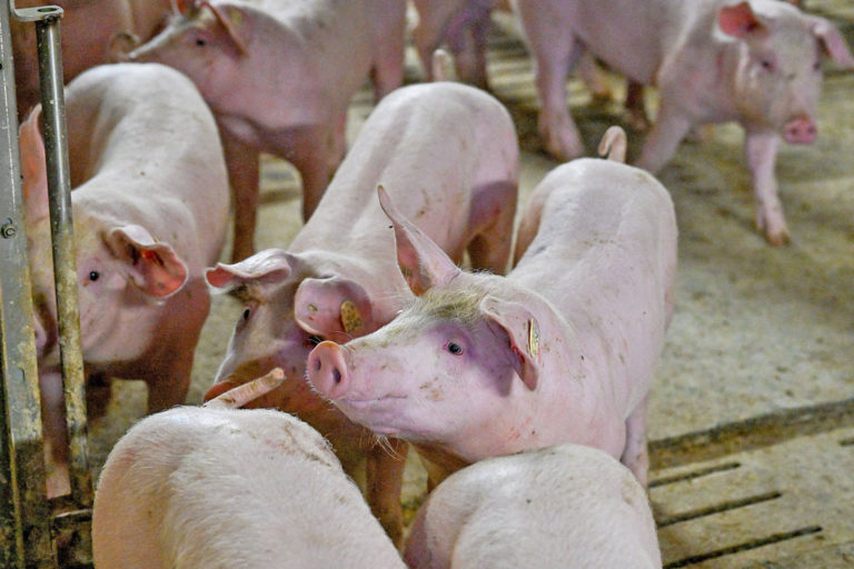 Schlachtschweinekurse im Aufwind