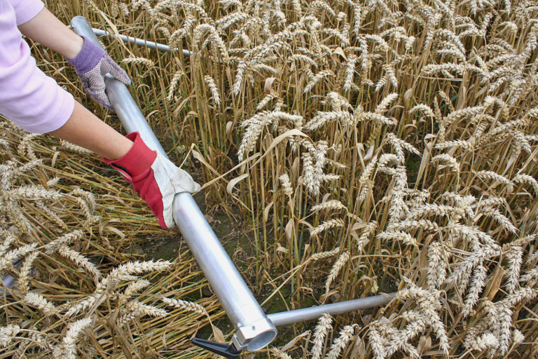 Besondere Ernte- und Qualitätsermittlung