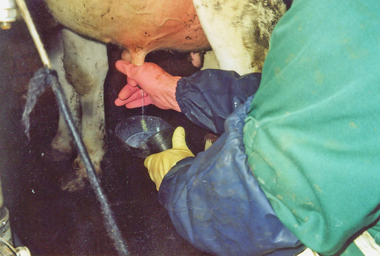 Rinder aktuell: In der Milchproduktion Arbeitszeit einsparen, Teil 2