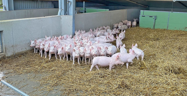 520 Biosauen im Freiland