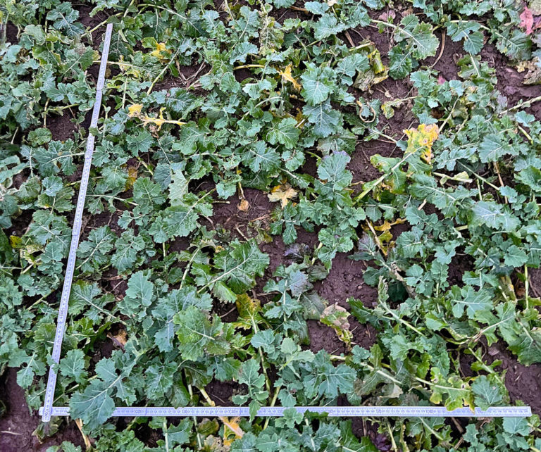 Risiko für Lager im Raps richtig einschätzen