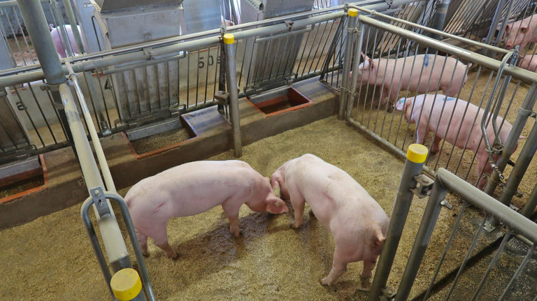 Insektenprotein für Mastschweine?