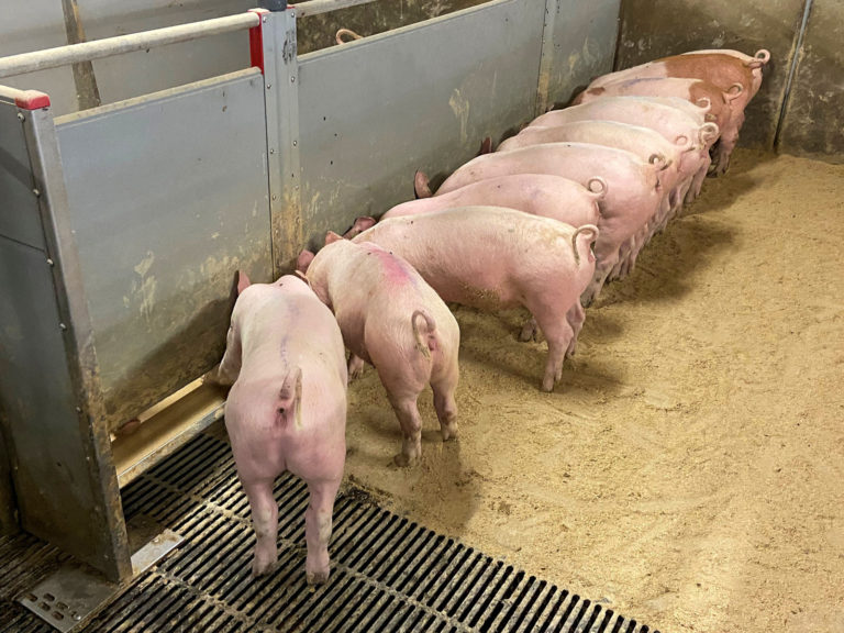 Frühwarnsystem für das Schwanzbeißen bei Schweinen