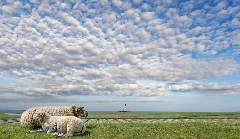 Lammfleisch zu Ostern gefragt