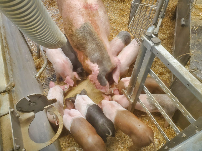 Ist Tiergesundheit eine Haltungsfrage?