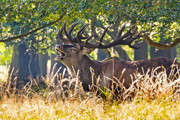 Der König der Wälder ist in Not