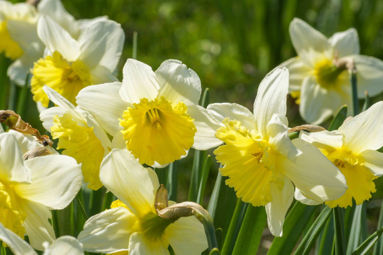 Osterglocken kündigen den Frühling an