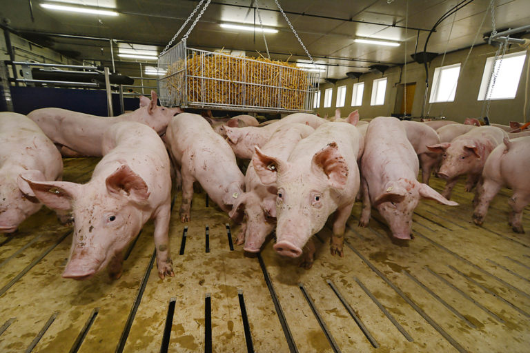 Schweinehaltung am stärksten abgebaut