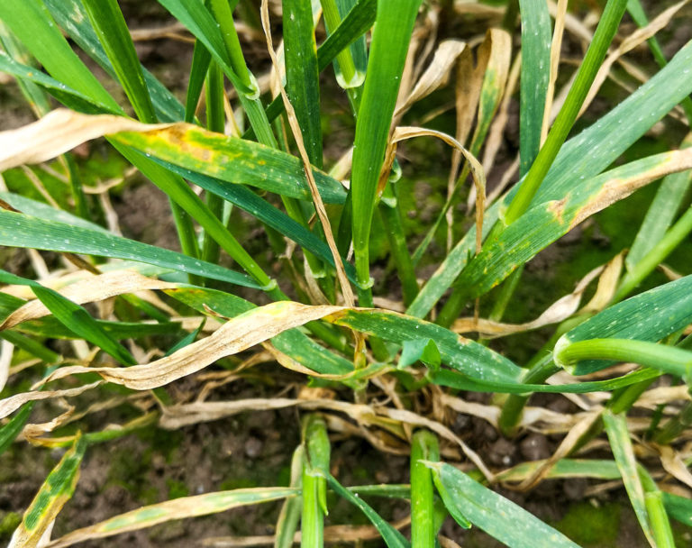 Septoria-tritici-Prognose im Winterweizen