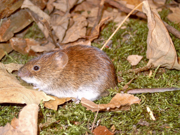 Nagetiere können Hantaviren übertragen