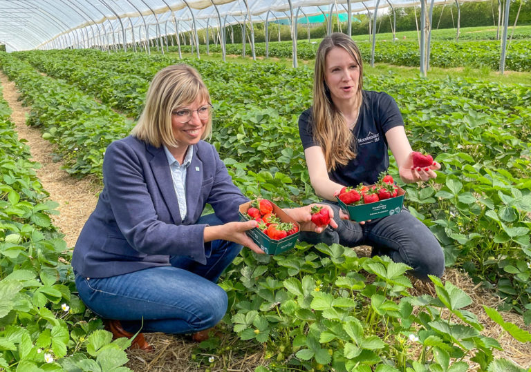 Lust auf Erdbeeren
