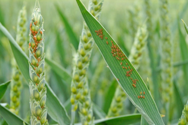 Blattläuse und andere ungeliebte Insekten
