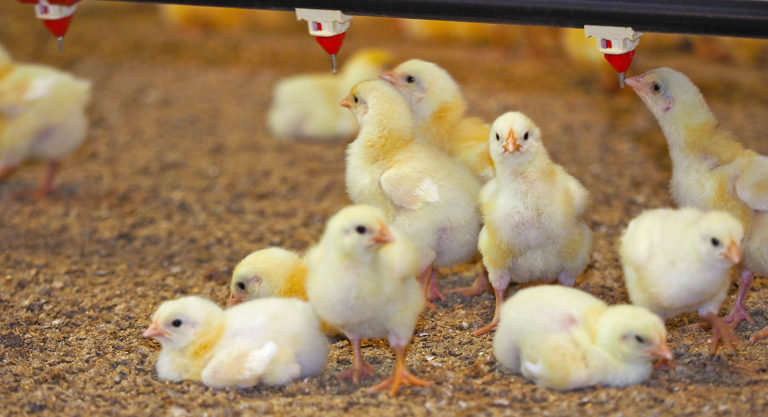 Unsicherheit auf den EU-Agrarmärkten bleibt
