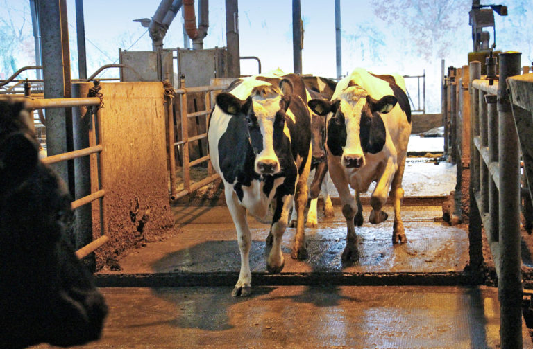 Läuft die Kuh, läuft die Milch
