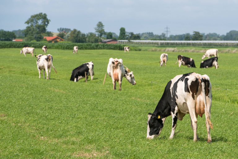 Grüne: Forderung nach zukunftsfester Landwirtschaft