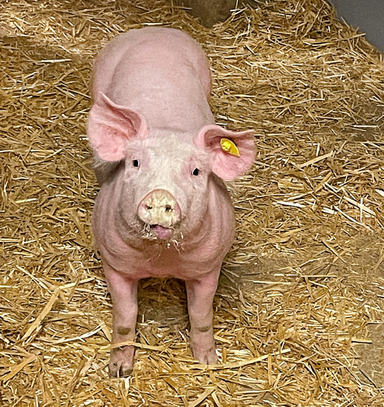 Steigende Kosten belasten Mäster im Land