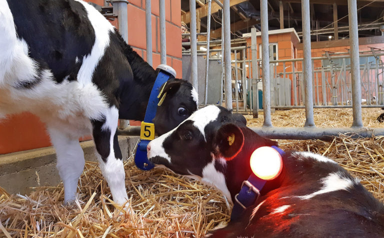 Smart Cattle Day in Sachsen: Digitale Lösungen für Rinderhalter
