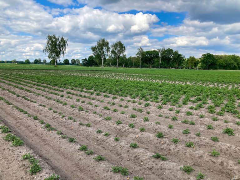 Landessortenversuche Speisekartoffeln in Niedersachsen
