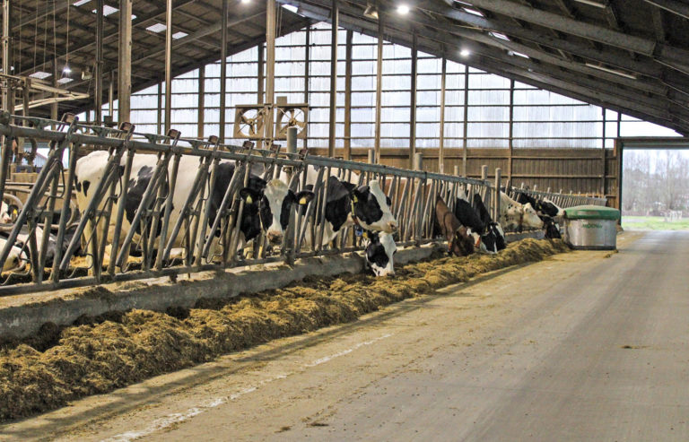 Tierwohl und CO2-Effizienz gehen Hand in Hand