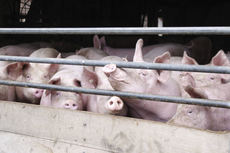 Käufer dominieren Schweinemarkt