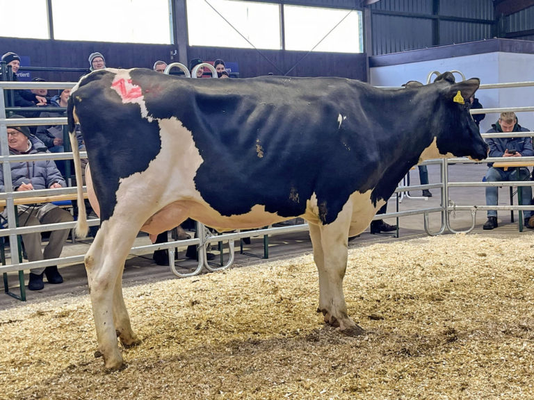 Große Preisspanne bei den angebotenen Färsen