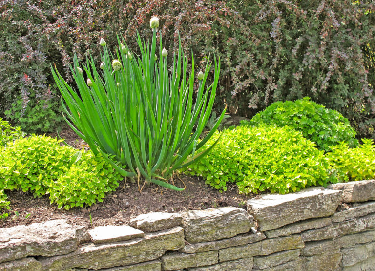 Vielseitige Allium-Familie für Gemüse- und Kräuterbeet