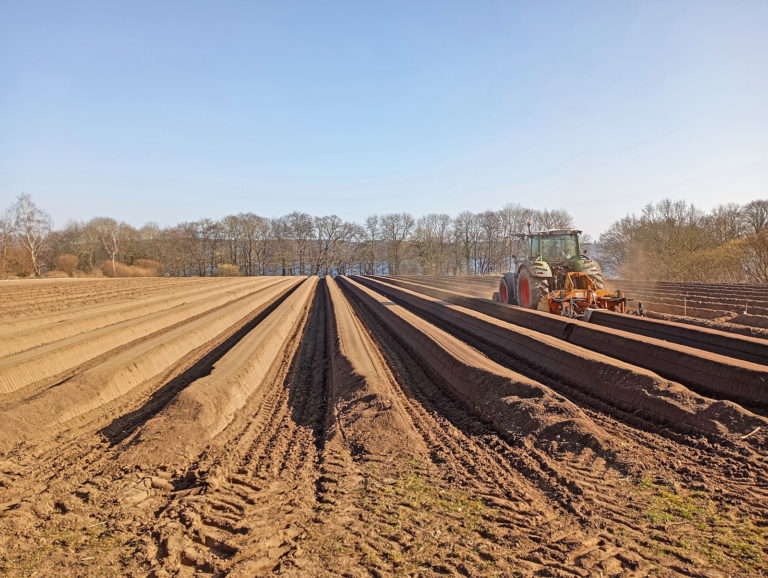 Spargel aus Schleswig-Holstein wird vor Ostern erwartet