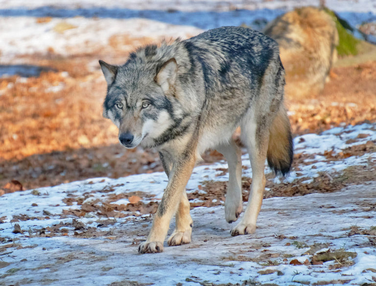 Wolf mit neuem Schutzstatus