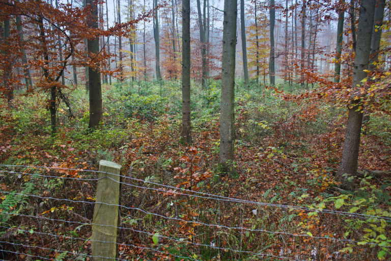 Stabile Mischwälder sind das Ziel