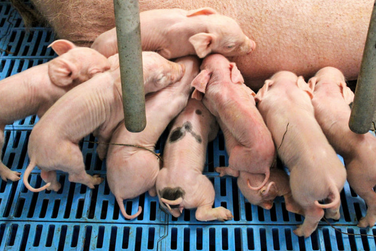 Magen-Darm-Gesundheit im Fokus