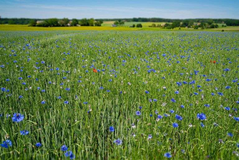 Mehr Flächen im Vertragsnaturschutz