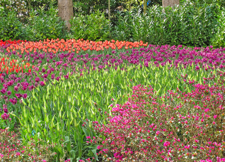 Starkes Duo in Orange und Violett