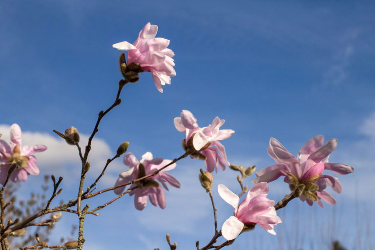 Magnolien: Blütenpracht aus der Kreidezeit