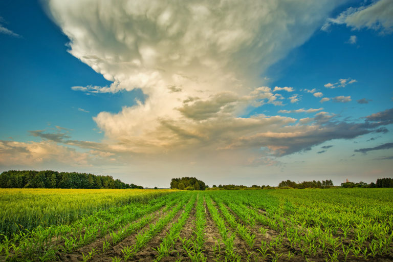 Landwirtschaft bei Klimazielen insgesamt auf Kurs