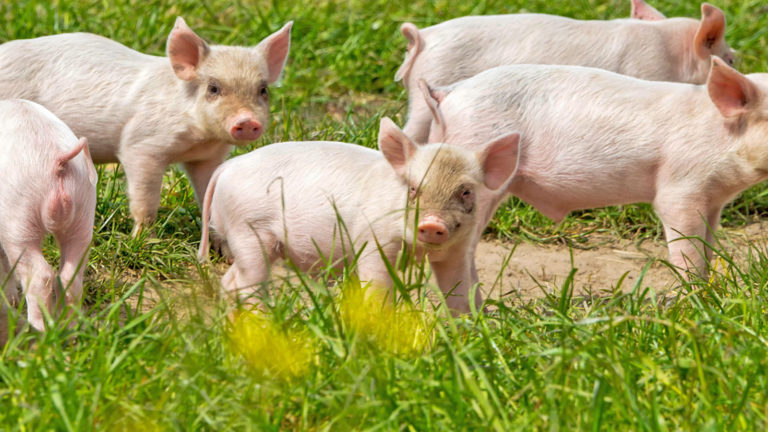 Dänemark gibt die Marschrichtung vor