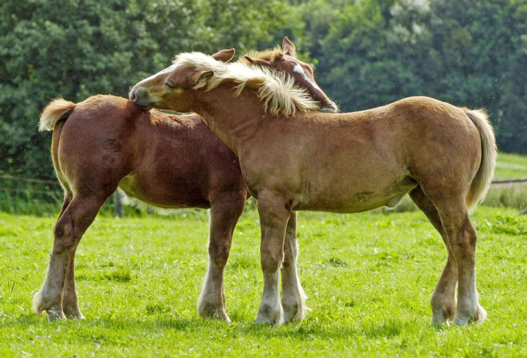 Rückgänge in der Pferdezucht
