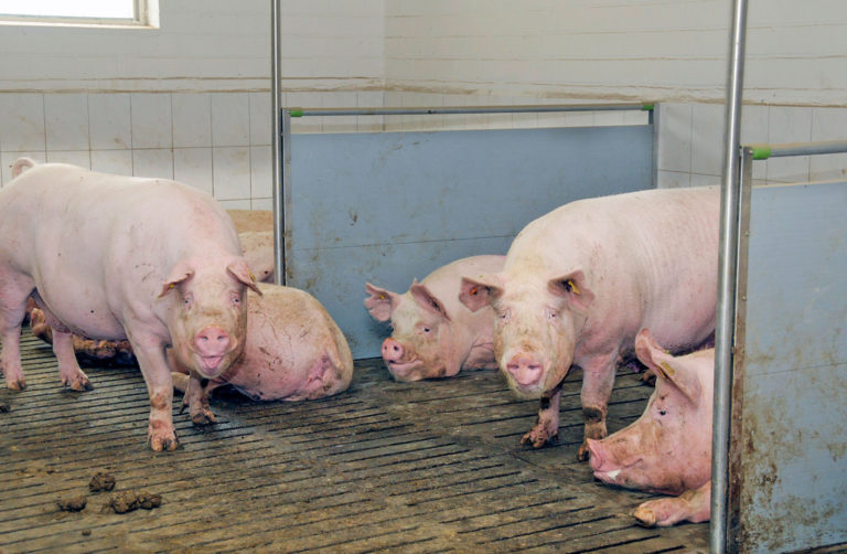 Dezember-Viehzählung: Weniger Schweine in der EU