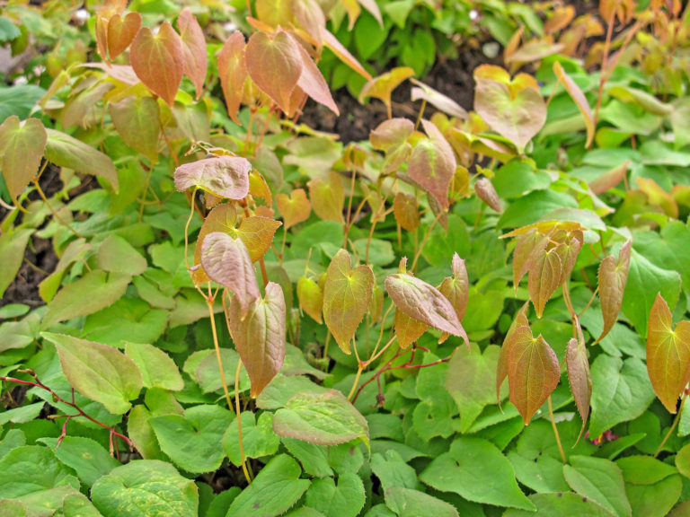 Elfenblumen überzeugen als robuste Bodendecker