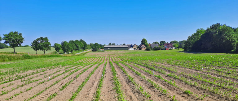 Sortenvielfalt im Ökomaisanbau