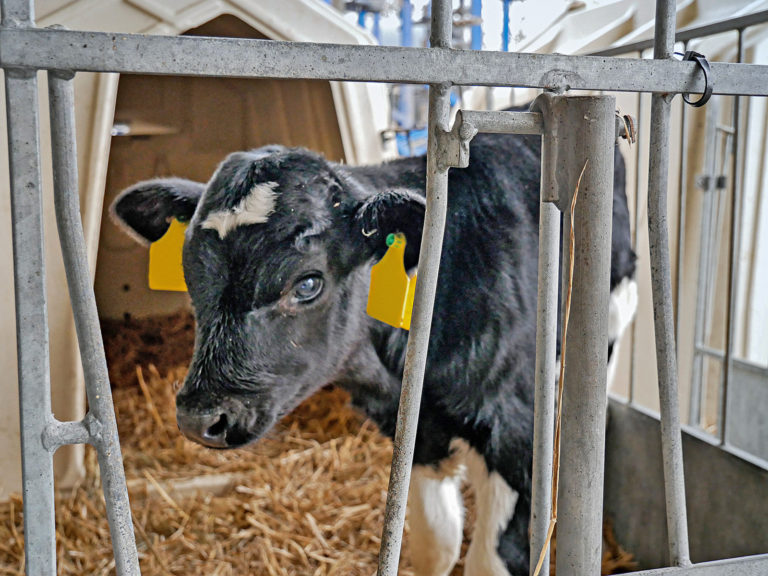 Milchkühe ohne Hörner züchten