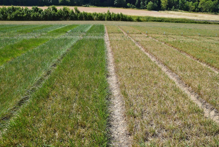 Grünlandbewirtschaftung in Zeiten des Klimawandels