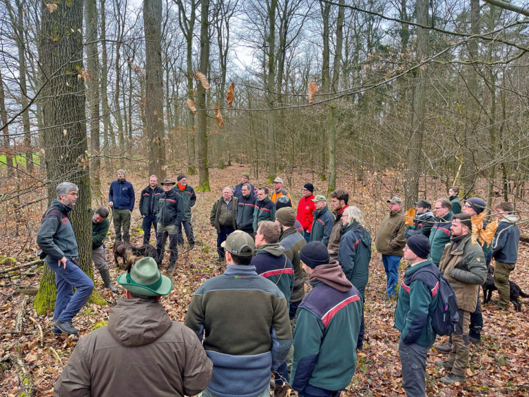 Neue Waldschäden durch Käfer an Eichen