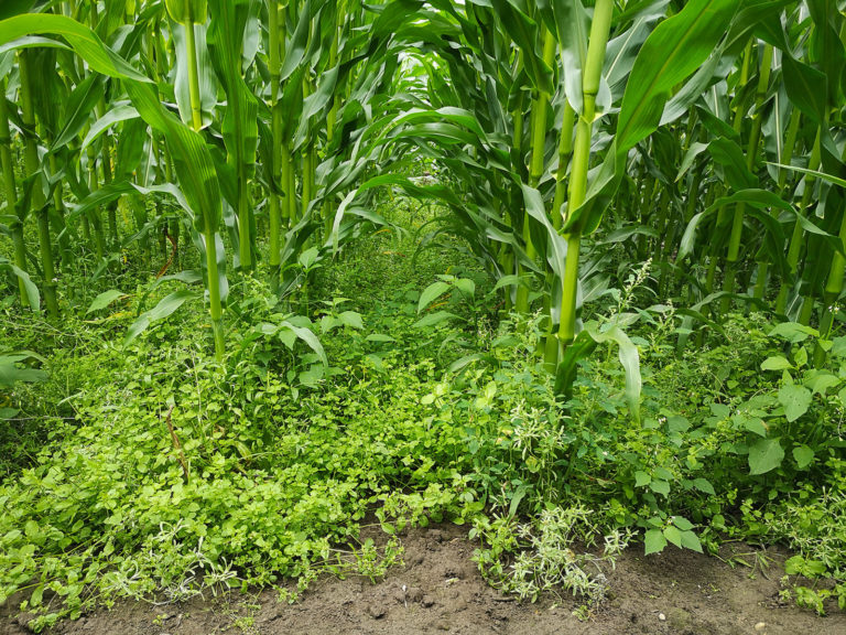 Schnell sein bei erhöhtem Unkraut- und Ungrasdruck